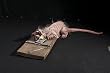 Rat Trap Animated