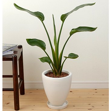 旅人の木(オーガスタ)陶器鉢植え【送料無料】