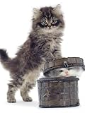 Domestic Kitten (Felis Catus) on Basket with Another Kitten Inside It Photographic Poster Print by Jane Burton, 12x16