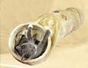 Crunch Tunnel Plush - 125 cm - Beige