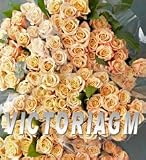 250 Fresh Cut Roses in Wholesale Price - Many Color to Choose From
