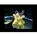Product Video: Snow White And The Seven Dwarfs: Diamond Edition-Trailer