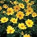 Search : Coreopsis Seeds - Coreopsis Sunshine Superman Seeds