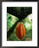 Cocoa Pod Growing on Tree, Grenada Cuisine Framed Art Poster Print by Margie Politzer, 18x22