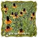 Clasping Coneflower (Rudbeckia amplexicaulis) Jumbo Wildflower Seed Packet (2000)
