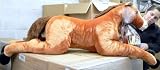 BigPlush