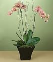 Potted Double