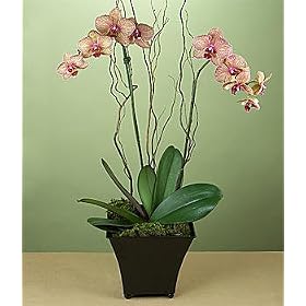 Potted Double Stem Kaleidoscope Orchid by 