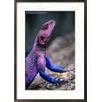 Flat-Headed Rock Agama (Agama Mwanzae), Serengeti National Park, Arusha, Tanzania Framed Photographic Poster Print by Ariadne Van Zandbergen, 21x29