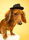 Dachshund Wearing Fedora - 24