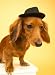 Dachshund Wearing Fedora - 24