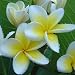 PLUMERIA or FRANGIPANI - 4 Seeds - Pink Mix