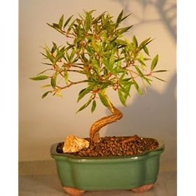 Bonsai Boy's Willow Leaf Ficus Bonsai Tree - Coiled Trunk Large(ficus nerifolia/salicafolia)