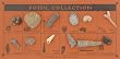 Fossil Collection - 12 Unique Fossils - Descriptions Included
