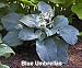 Blue Umbrellas Hosta - ONE OF THE BEST BLUES!