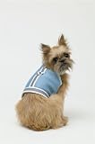 Doggles DOHAVMSM-04 Harness Vest - Reflective Mesh Blue - Small