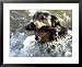Summer a Labrador Retriever-Rottweiler Crossbreed Swims Framed Art Poster Print, 31x25