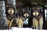 Wolves (Three Wolves in Snow) Art Poster Print - 24x36 Poster Print, 36x24 Collections Poster Print, 36x24