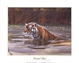 Bengal Tiger by Don Balke. CANVAS ROLLED. 16.20 inches width by 12.31 inches height. Highest Quality Art Poster Print