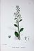 Botany Plants C1902 Brook-Weed Samolus Valerandi Flower
