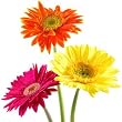 Send Fresh Cut Flowers - 40 Gerber Daisies Wholesale