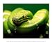 Light Green Emerald Tree Boa Snake 10.00 x 8.00 Poster Print