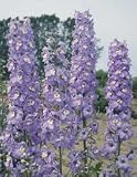 Amazon / Hirts: Perennials; Sun: Lavender/White Bee Delphinium Perennial - 25 Plants