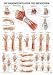 Anatomie Poster - Anatomie Poster - Handmuskulatur des Menschen, Tafel 50 x 70 cm, laminiert L=0: my-fan-page.de