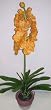 30" Potted vanda Orchid (orange)
