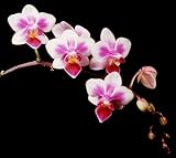 Phalaenopsis Be Tris 'Newberry'