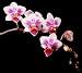 Phalaenopsis Be Tris 'Newberry'
