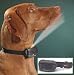 41lBqsWH9wL. SL75  Top Tips for Pet Lover Gifts