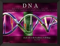 DNA Framed Art Poster Print, 26x20
