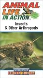 Animal Life for Children : INSECTS AND OTHER ARTHROPODS (Grades 5-8)