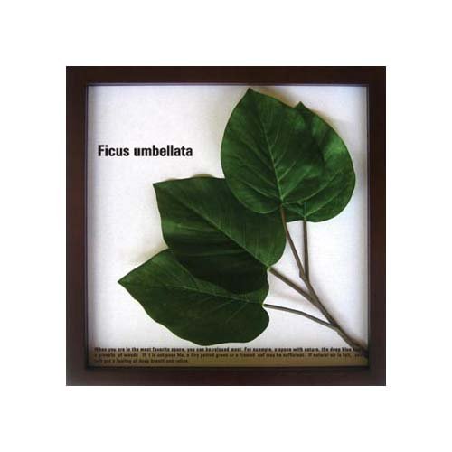 《リーフパネル》Ficus Umbellata(フィカス ウンベラータ)