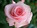 Edelrose 
