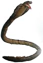 Cobra Snake 62" Puppet Plush Stuffed Animal Toy
