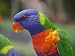 Rainbow Lorikeet, Australia Photographic Poster Print by David Wall, 9x12