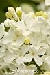 White Flowering Lilac Plant One Gallon