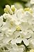 White Flowering Lilac Plant One Gallon