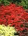 Euonymus alatus 'Fire Ball' - Burning Bush