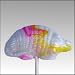 3D-Treats W9MX30 Armadillo Designer Lollipops - Bag of 30