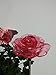 Beautiful Solar Red Rose Light, Flower Garden Stake Outdoor Yard Decor Landscape LED Lamp Lights, Great Gift