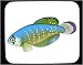 Mouse Pad with aquarium, animal, solfjadersfisk, fish