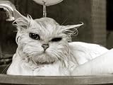 Bella the Persian Cat Gets a Soaking to Prepare Her for Shows, April 1985 Photographic Poster Print