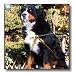 Dogs Bernese Mountain Dog - Bernese Mountain Dog - Wall Clocks