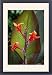 Framed Prints of DAD-1052 Canna Indica Purpurea from Ardea Wildlife Pets