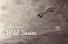 The Wild Swans