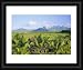 Mauritius, scenic in the North West region of the island *** Local Caption *** - Framed Print 10x8 (25x20cm) by Robert Harding