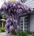 Blue Japanese Wisteria Vine 10 Seeds - Hard to Find!